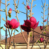 Black Tulip Hybrid Magnolia Tree