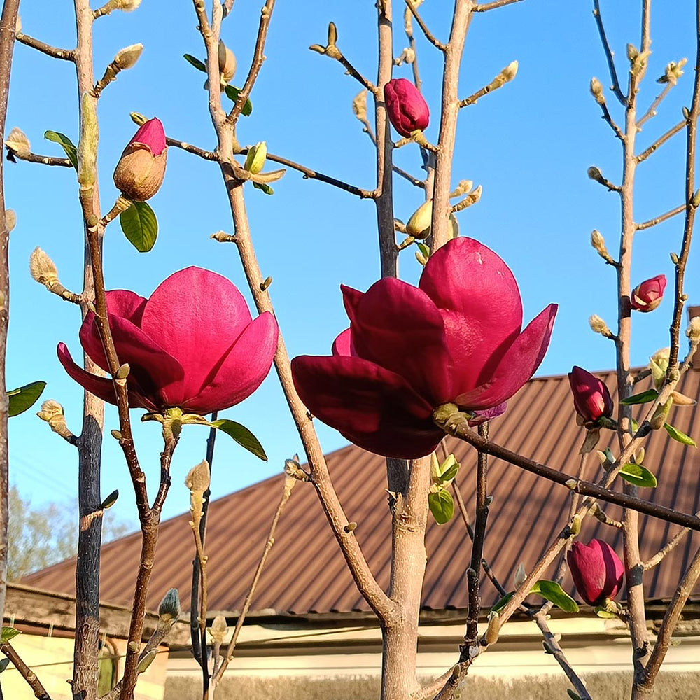 Black Tulip Hybrid Magnolia Tree