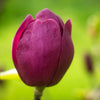 Black Tulip Hybrid Magnolia Tree