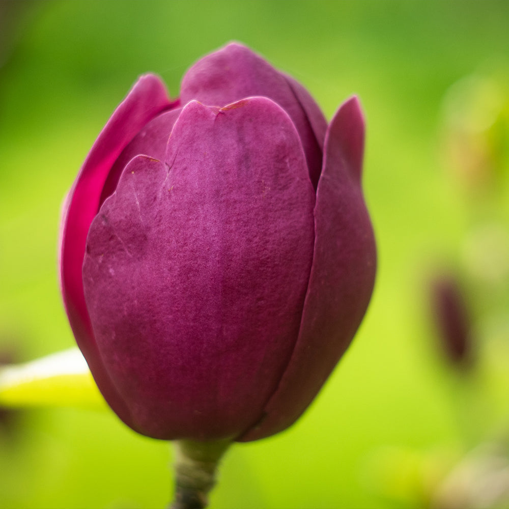 Black Tulip Hybrid Magnolia Tree