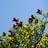 Black Tulip Hybrid Magnolia Tree