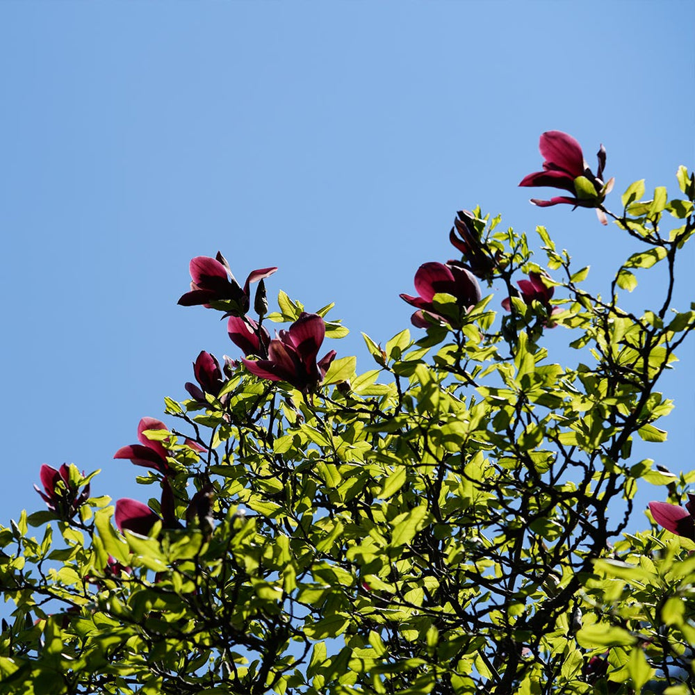 Black Tulip Hybrid Magnolia Tree