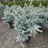 Blue Waves Colorado Spruce Tree