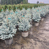 Blue Waves Colorado Spruce Tree