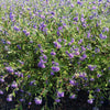Blue Mist Bluebeard Shrub