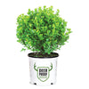 Proven Winners® Sprinter® Boxwood Shrub
