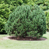 Bosnian Pine Tree