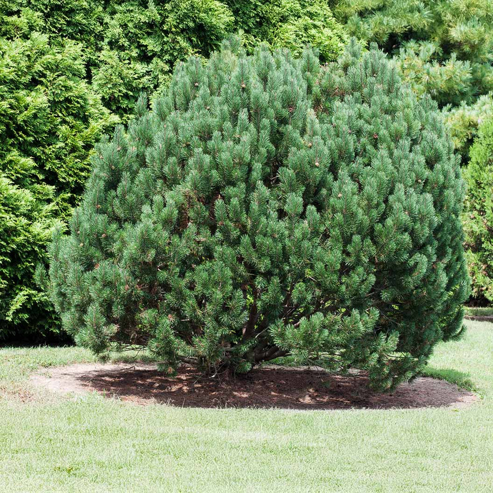 Bosnian Pine Tree