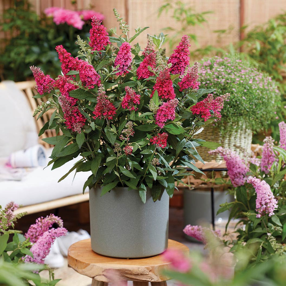 Butterfly Candy® Li'l Raspberry Butterfly Bush