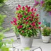 Butterfly Candy® Li'l Raspberry Butterfly Bush