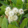 Buttonbush Shrub