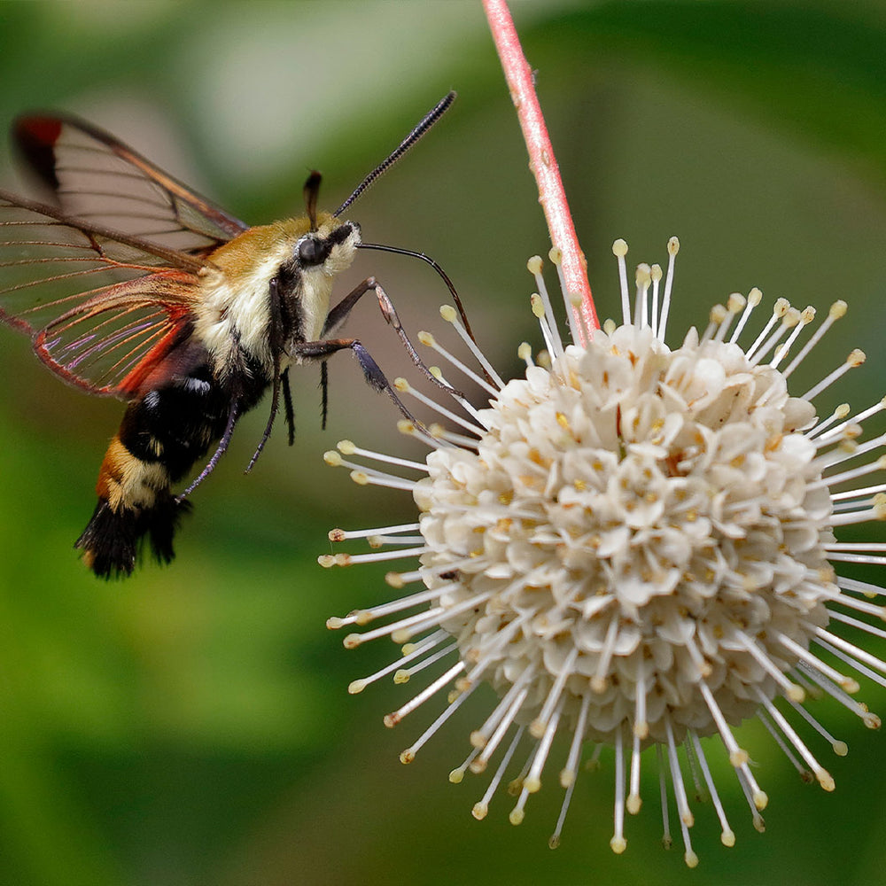 Buttonbush Shrub