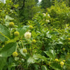 Buttonbush Shrub