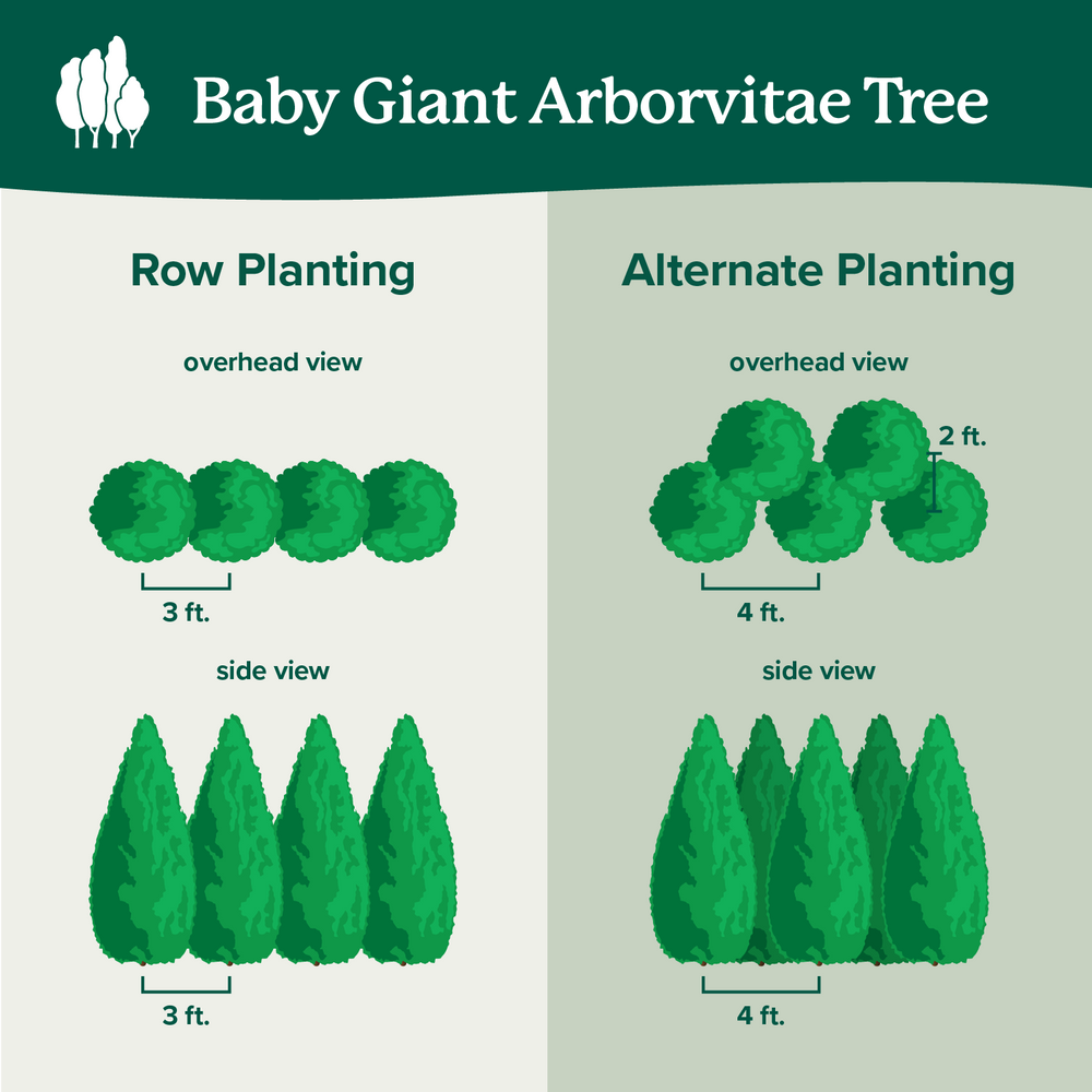 Baby Giant Arborvitae Tree
