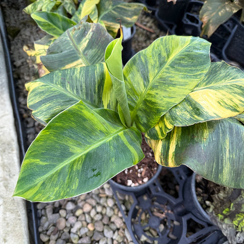 Dwarf Cavendish Variegated Banana Tree