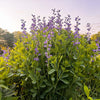 Blue False Indigo Plant