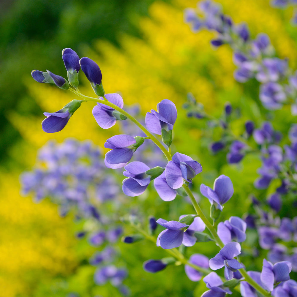Blue False Indigo Plant