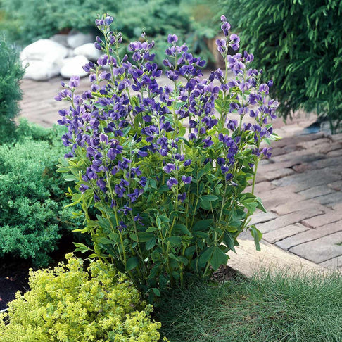 Blue False Indigo Plant