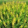 American Goldfinch Baptisia Plant