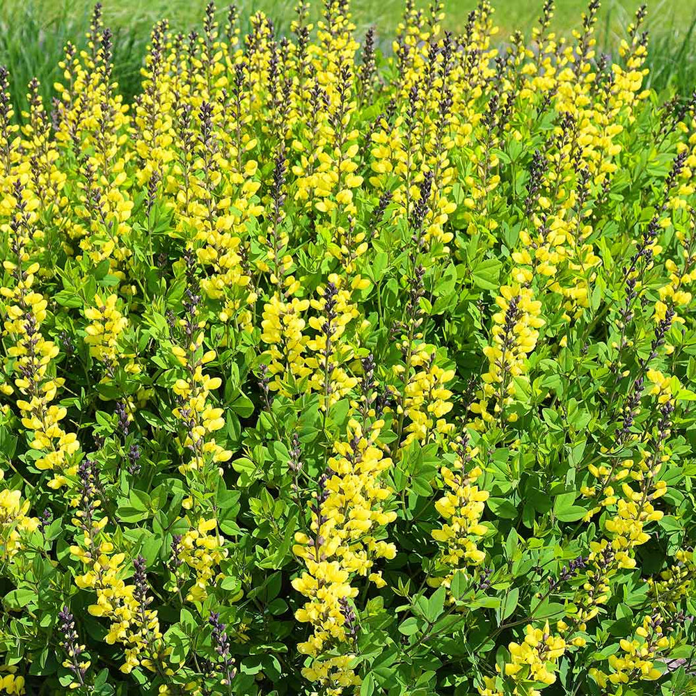 American Goldfinch Baptisia Plant