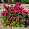 Barbara Karst Bougainvillea Shrub