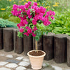 Barbara Karst Bougainvillea Tree