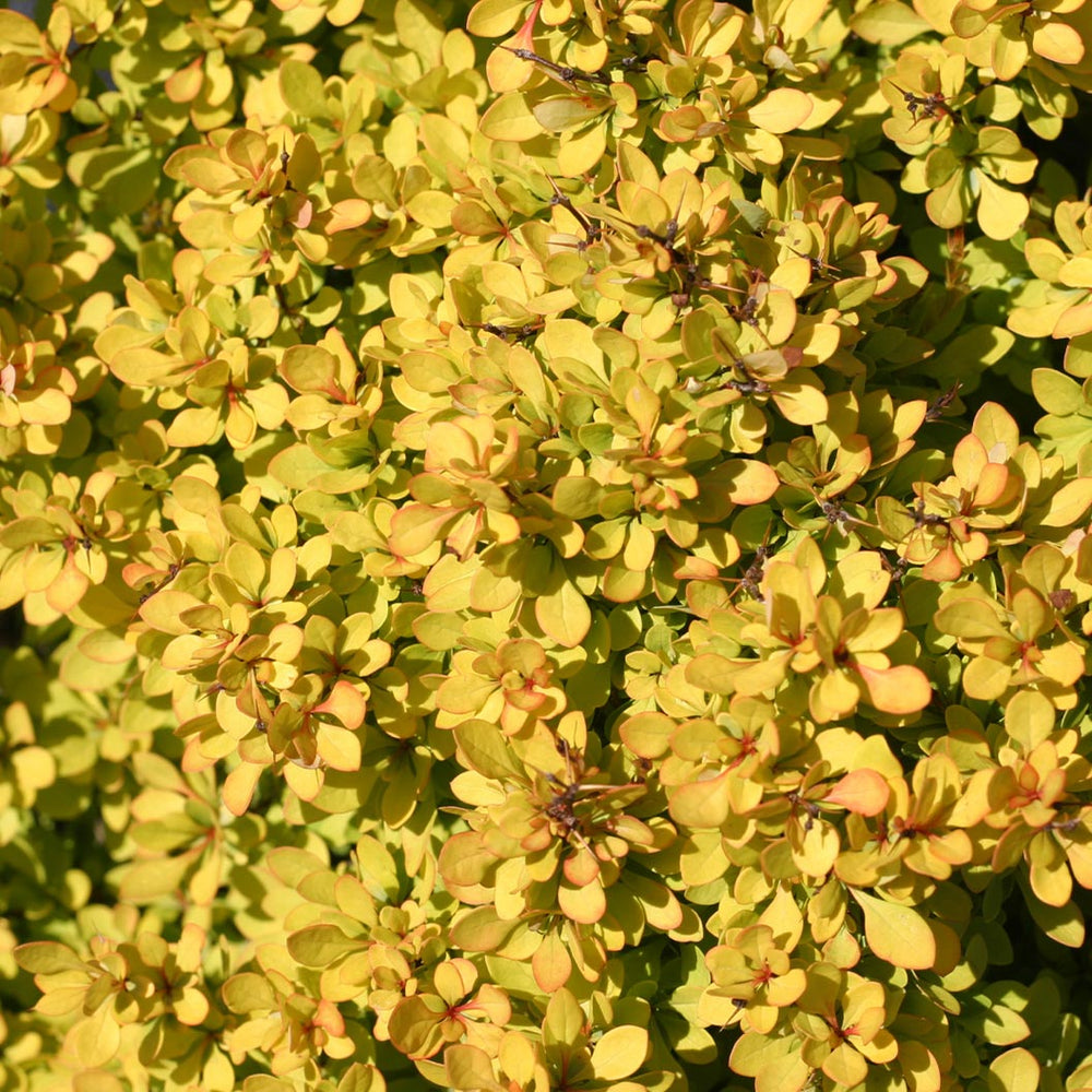 Proven Winners® Sunjoy® Mini Saffron Barberry Shrub