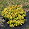 Proven Winners® Sunjoy® Mini Saffron Barberry Shrub