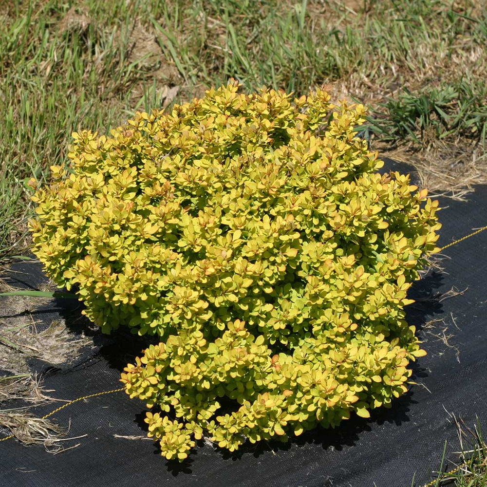 Proven Winners® Sunjoy® Mini Saffron Barberry Shrub