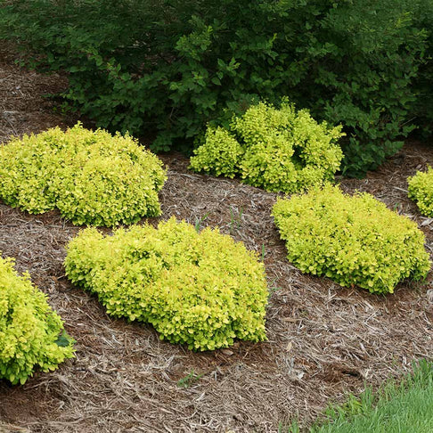 Proven Winners® Sunjoy® Mini Saffron Barberry Shrub