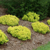 Proven Winners® Sunjoy® Mini Saffron Barberry Shrub