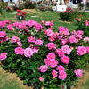 Barbra's Baby™ Rose Bush