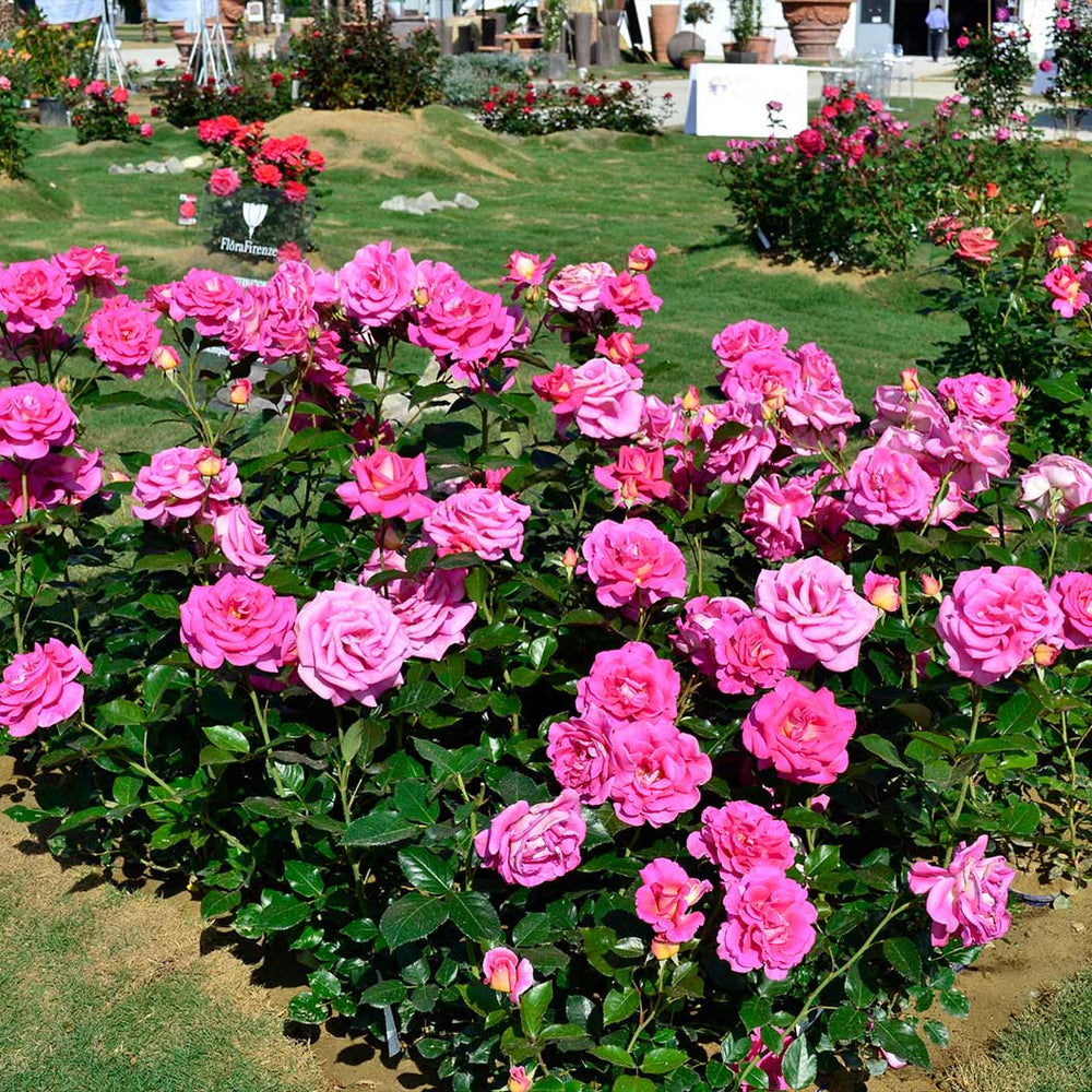 Barbra's Baby™ Rose Bush
