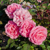 Barbra's Baby™ Rose Bush