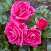 Barbra's Baby™ Rose Bush