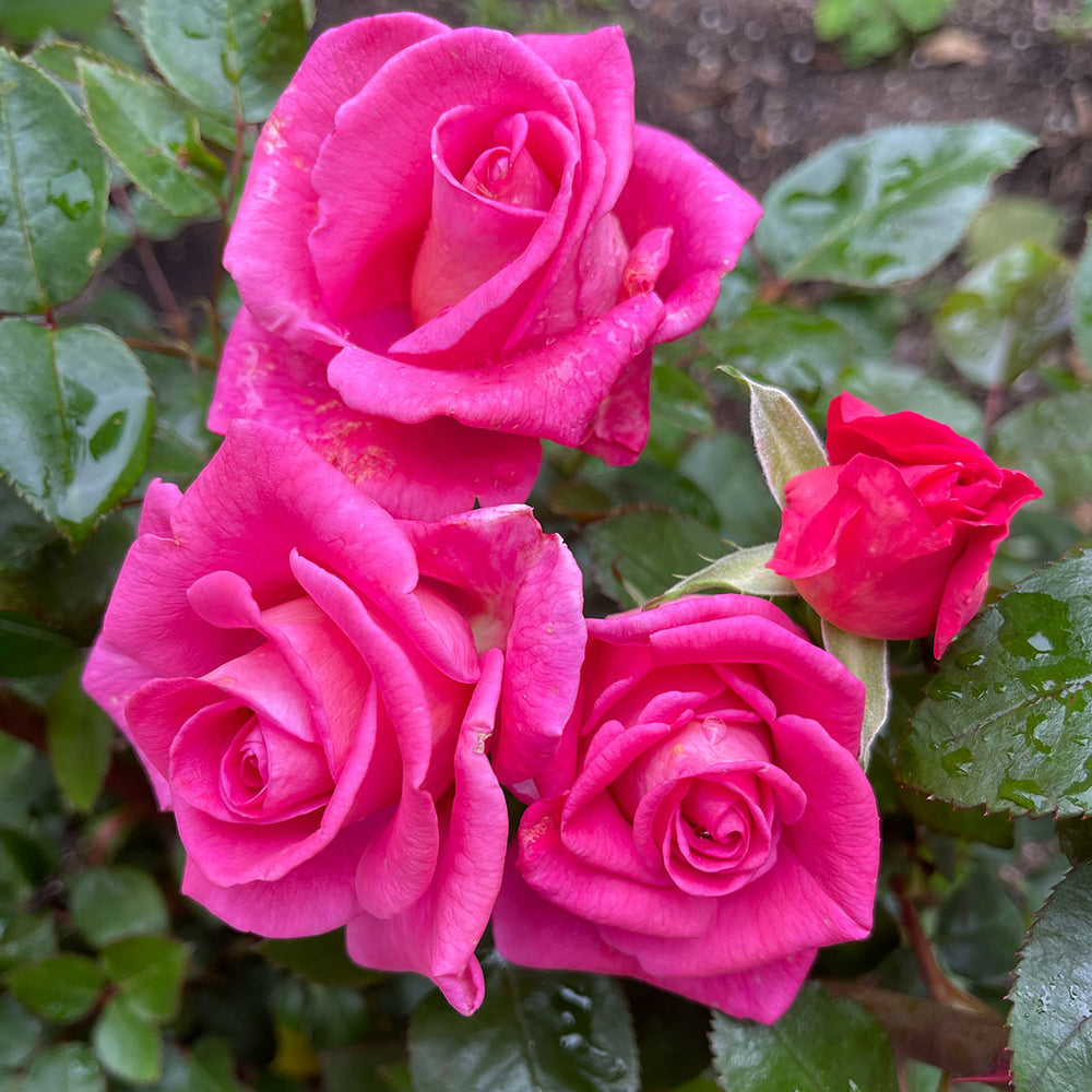 Barbra's Baby™ Rose Bush