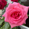 Barbra's Baby™ Rose Bush