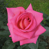 Barbra's Baby™ Rose Bush