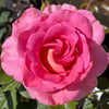 Barbra's Baby™ Rose Bush