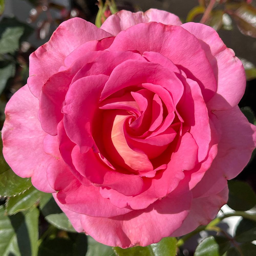 Barbra's Baby™ Rose Bush