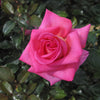 Barbra's Baby™ Rose Bush