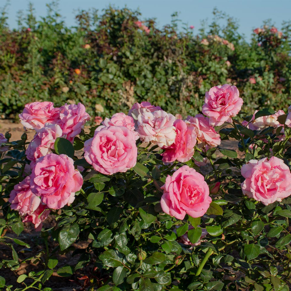 Barbra's Baby™ Rose Bush