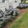 Straight A® Barley Blue Agapanthus