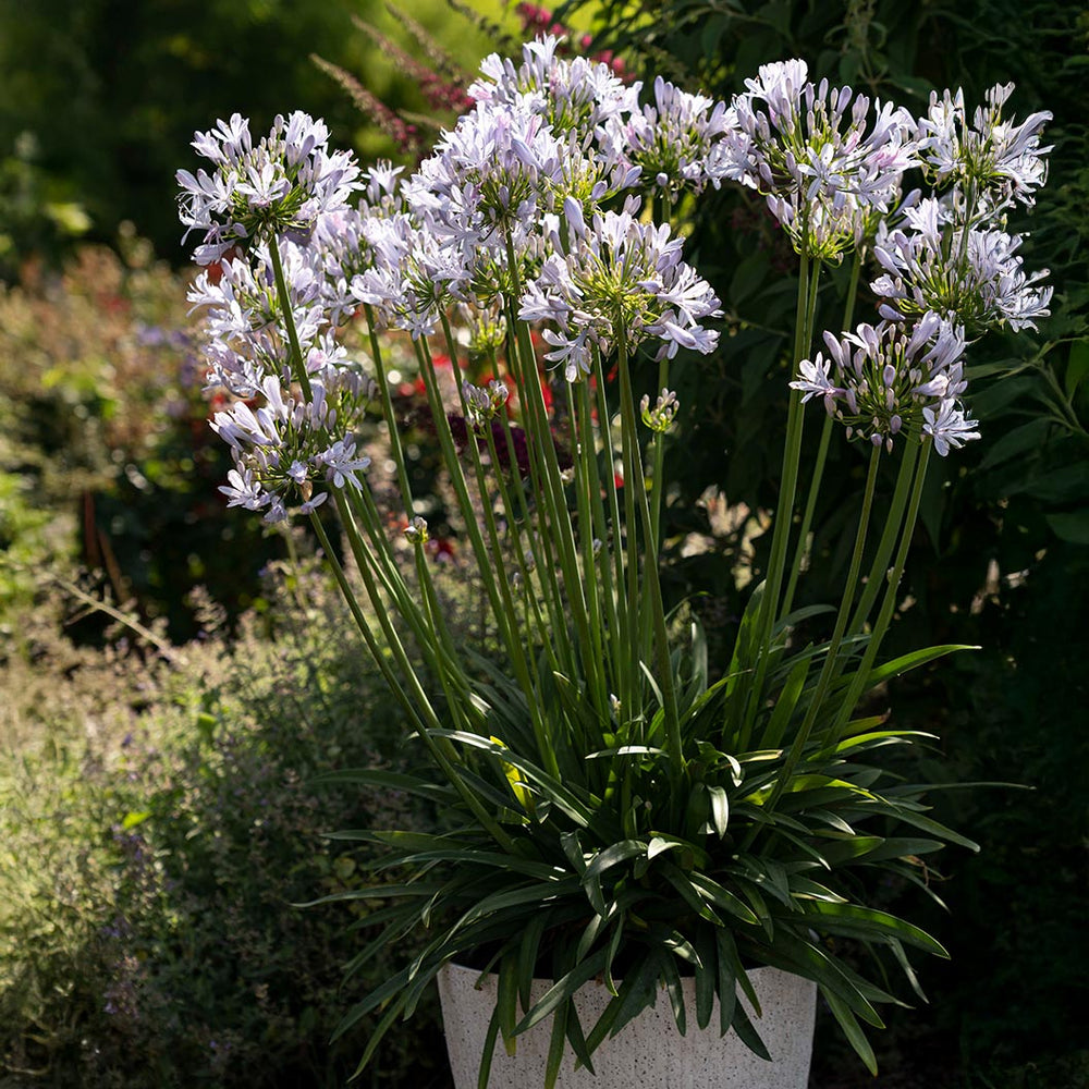 Straight A® Barley Blue Agapanthus