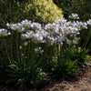Straight A® Barley Blue Agapanthus