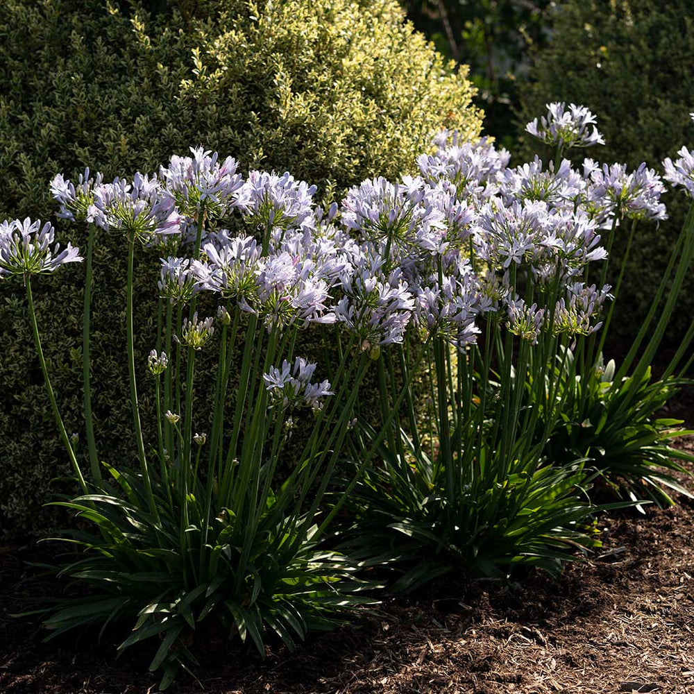 Straight A® Barley Blue Agapanthus