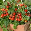 Proven Winners® Harvest Basket Bounty™ Red Dwarf Tomato Bush