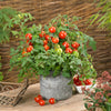 Proven Winners® Harvest Basket Bounty™ Red Dwarf Tomato Bush