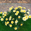 Bee Heaven™ Rose Shrub