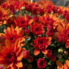 Orange Belgian Mums®